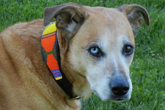 TKC Hippo Circus Beaded Dog Collar