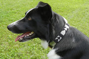 TKC Ebony & Ivory Beaded Dog Collar