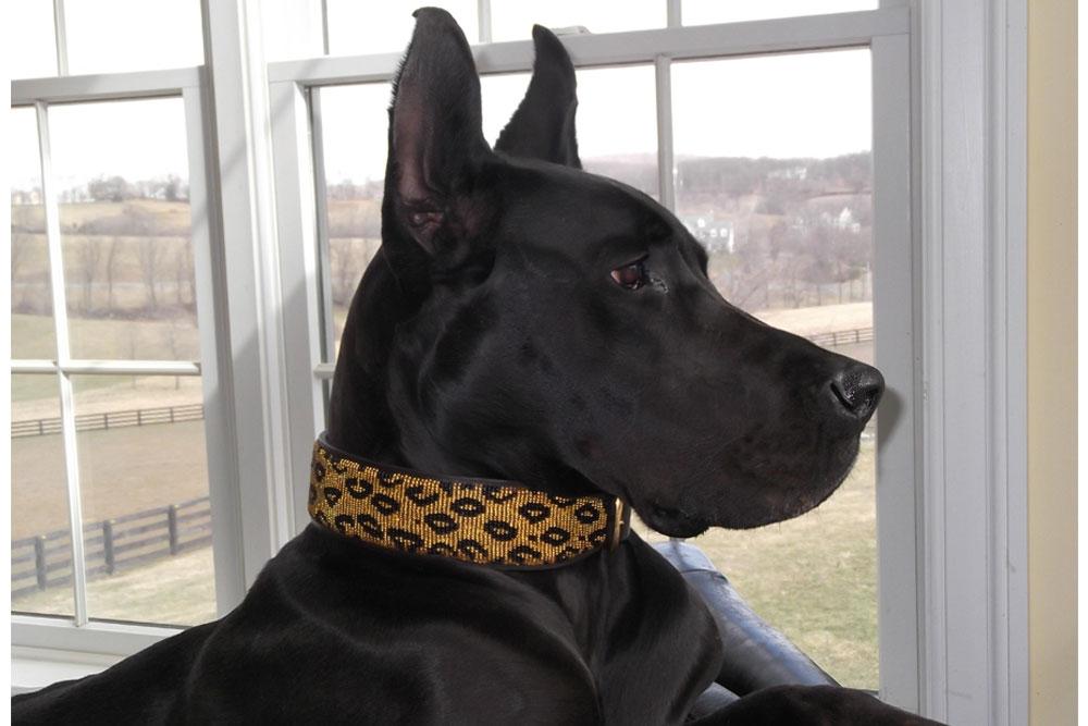 TKC Leopard Beaded Dog Collar