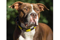 Load image into Gallery viewer, TKC Sunshine Beaded Dog Collar
