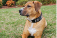 Load image into Gallery viewer, TKC Oryx Beaded Dog Collar
