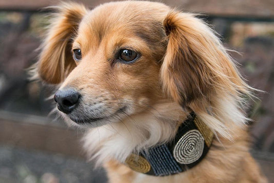 TKC Metallic Circle of Life Beaded Dog Collar