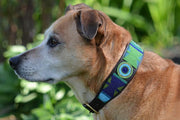TKC Peacock Beaded Dog Collar