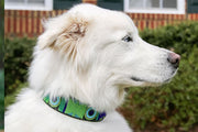 TKC Peacock Beaded Dog Collar