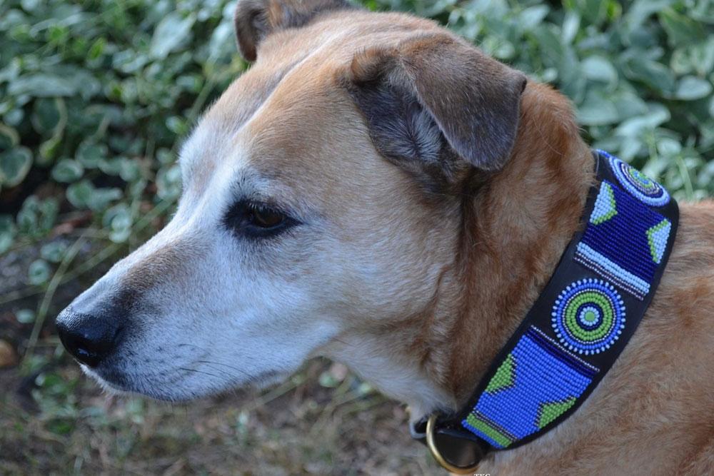 TKC Passion Flower Beaded Dog Collar