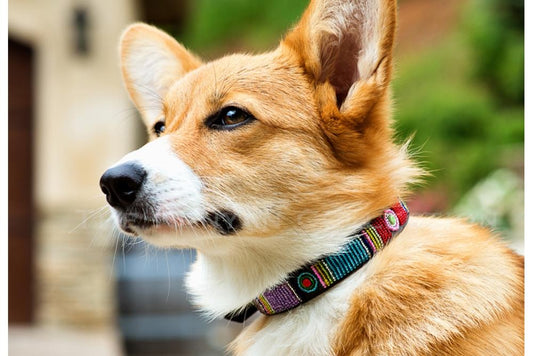 TKC Bijou Beaded Dog Collar