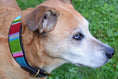 Load image into Gallery viewer, TKC Bijou Beaded Dog Collar
