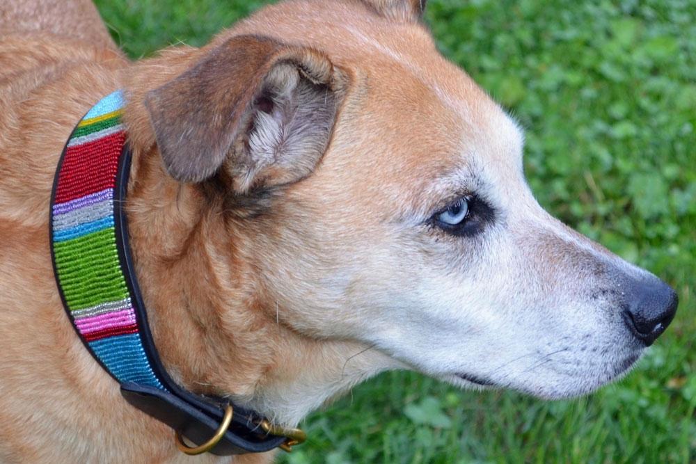 TKC Bijou Beaded Dog Collar