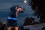 TKC Moonbeam Beaded Dog Collar