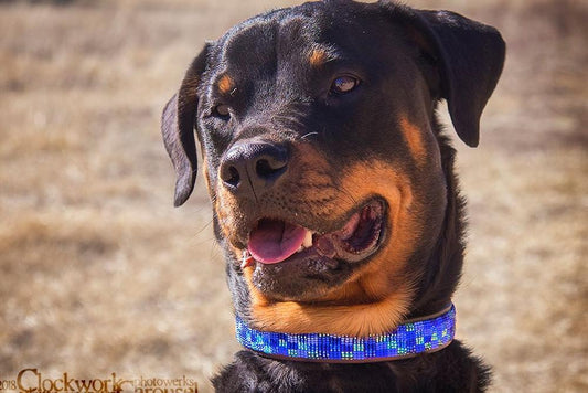 TKC Moonbeam Beaded Dog Collar