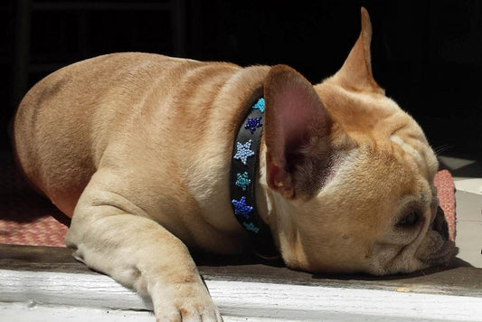 TKC Indigo Stars Beaded Dog Collar