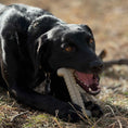 Load image into Gallery viewer, Black dog chewing on a tough nylon bone outdoors, surrounded by grass and twigs. Product: Tough Bone Nylon Chew Bone.
