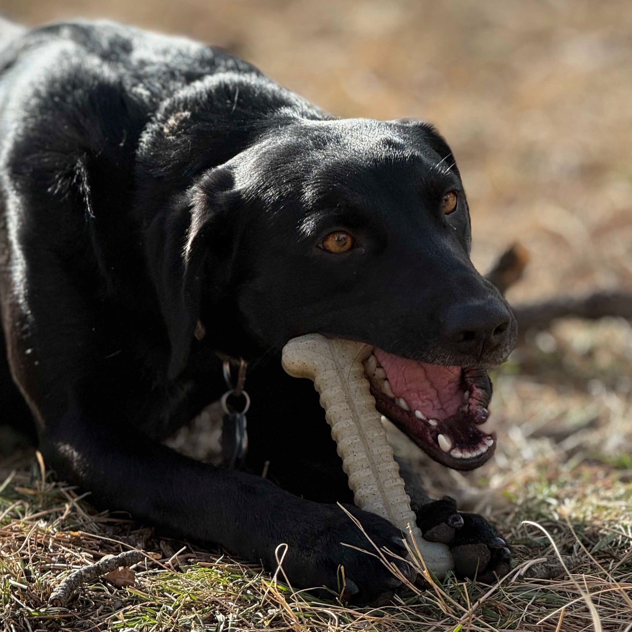 Black dog chewing on a tough nylon bone outdoors, surrounded by grass and twigs. Product: Tough Bone Nylon Chew Bone.