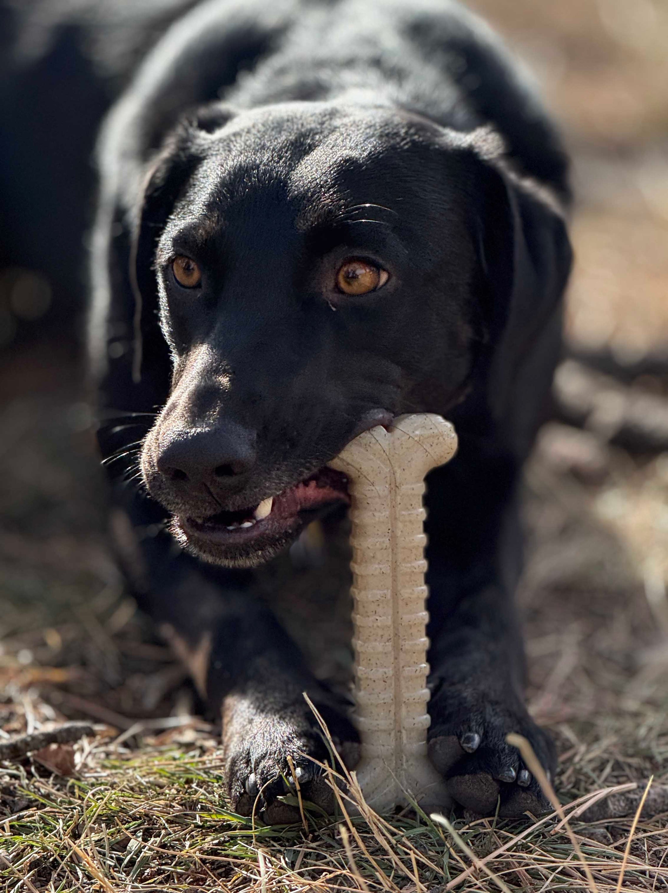 Black dog chewing on a tough nylon bone toy outdoors, showcasing the Southlake Paws Tough Bone for aggressive chewers.