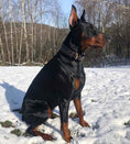 Load image into Gallery viewer, The ''Cobra'' collar
