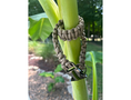 Load image into Gallery viewer, Cobra Braid in Tan - Handmade Dog Collar - Southlake Paws
