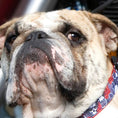 Load image into Gallery viewer, Tattoo Dog Collars, Leads, and Bows - 4 Styles
