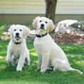 Load image into Gallery viewer, Teddy Dog Collar
