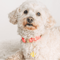 Load image into Gallery viewer, Tennis Ball Pet Charm
