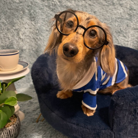 Blue Striped Polo Dog Shirt - Southlake Paws