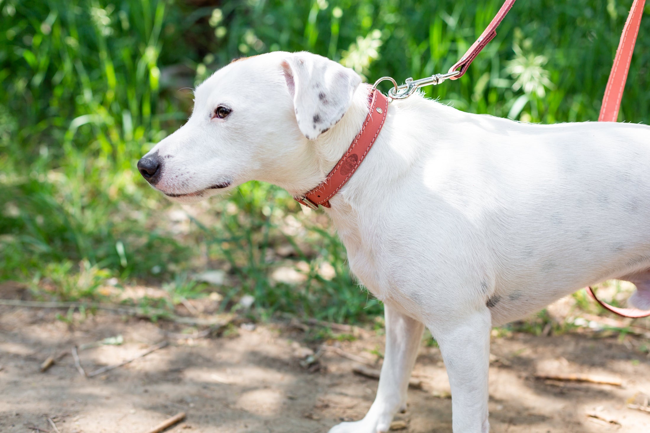 Traditional Style Leather Collar and Leash Set - image 11