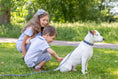 Load image into Gallery viewer, Traditional Style Leather Collar and Leash Set - image 9
