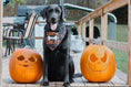 Load image into Gallery viewer, Trick for Treat Halloween Dog Bandana
