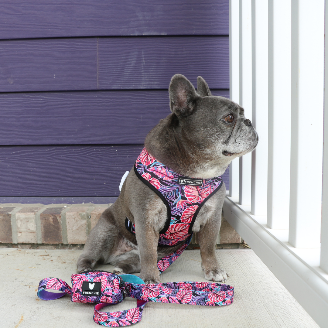 Frenchie Comfort Leash - Tropical Palms - Southlake Paws