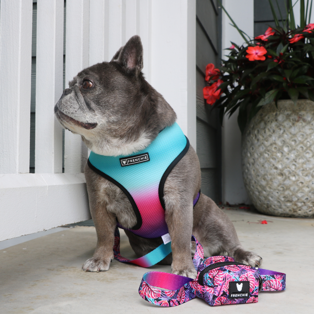 Frenchie Comfort Leash - Tropical Palms - Southlake Paws