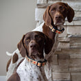 Load image into Gallery viewer, Turkey Trot Dog Collar
