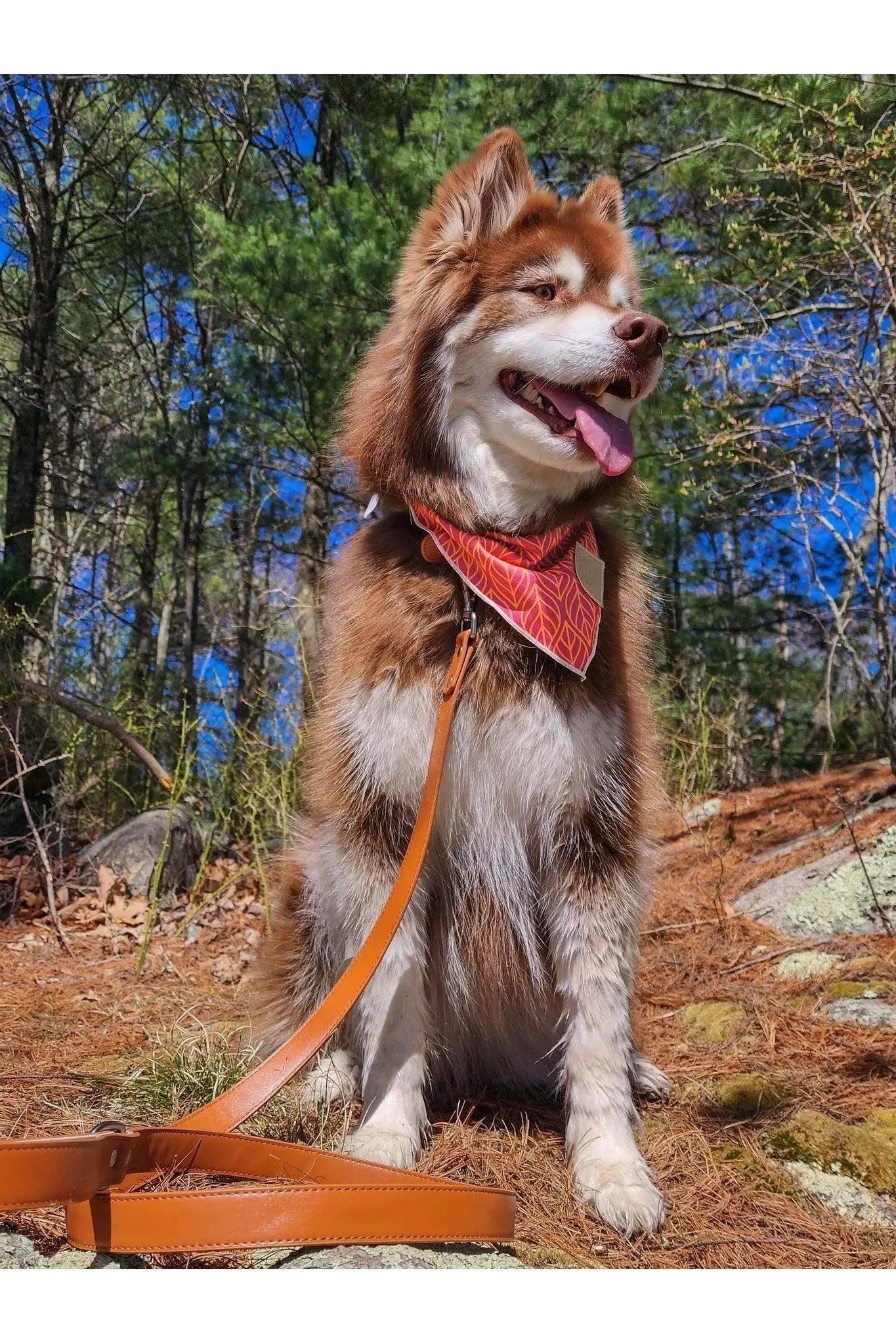 Twilight Trails Bandana - Southlake Paws