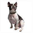 Load image into Gallery viewer, US Army Dog Collar - Dark Camo
