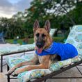 Load image into Gallery viewer, IZOD Pet - Frandy

