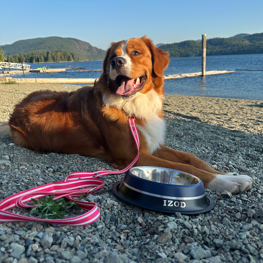 IZOD Pet - Stainless Steel Bowl