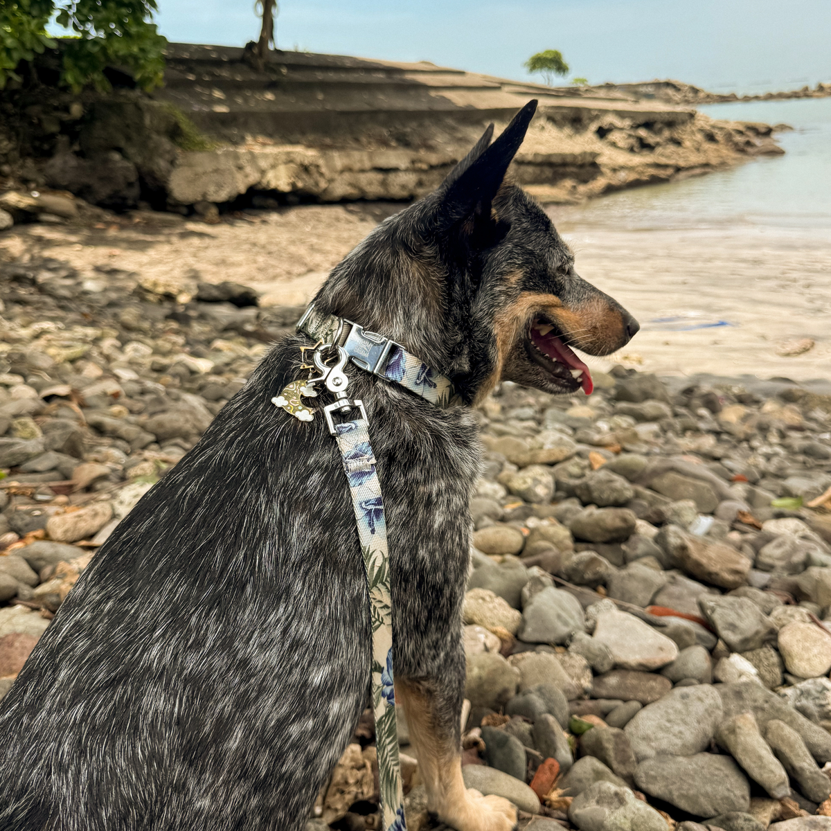 Tommy Bahama Pet - Collar & Leash Set