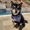 Load image into Gallery viewer, Izod Pet - Bandana
