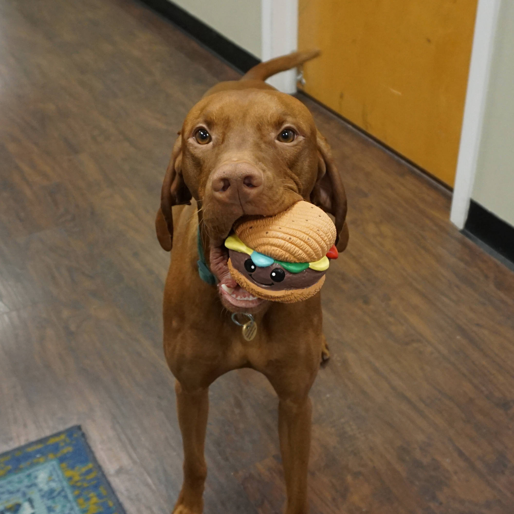 Big Buns Foodies Hamburger Ruff-Tex® Latex Ball Dog Toy - image 7