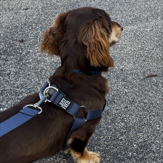 Step In Harness. 