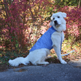 Load image into Gallery viewer, IZOD Pet - Frandy
