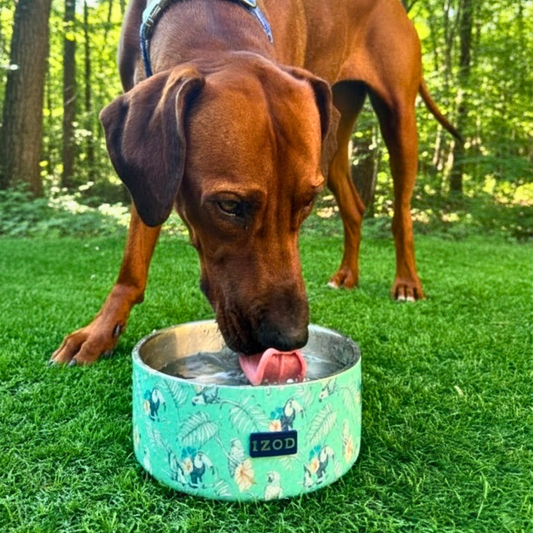 IZOD Pet - Double Insulated Stainless Steel Bowl