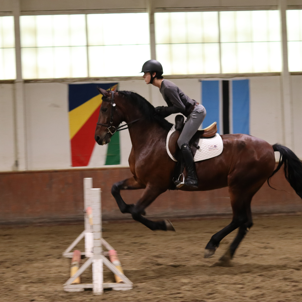 Sally Batton Pommel Blocker in use by a rider on a horse jumping over a fence in an indoor arena.