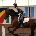 Load image into Gallery viewer, Southlake Paws Sally Batton Pommel Blocker on a horse during a riding session, showcasing rider stability and control.

