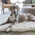 Load image into Gallery viewer, PupRug Faux Fur Orthopedic Dog Bed - Curve White with Brown Accents
