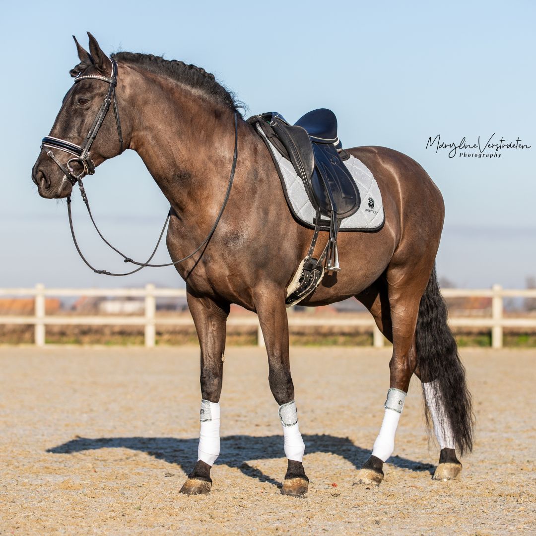 Royal Silver Saddle Pad by Southlake Paws displayed on a brown horse in an outdoor arena, featuring a sleek design and matchi