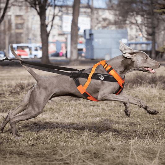 TrailControl No-Pull Harness