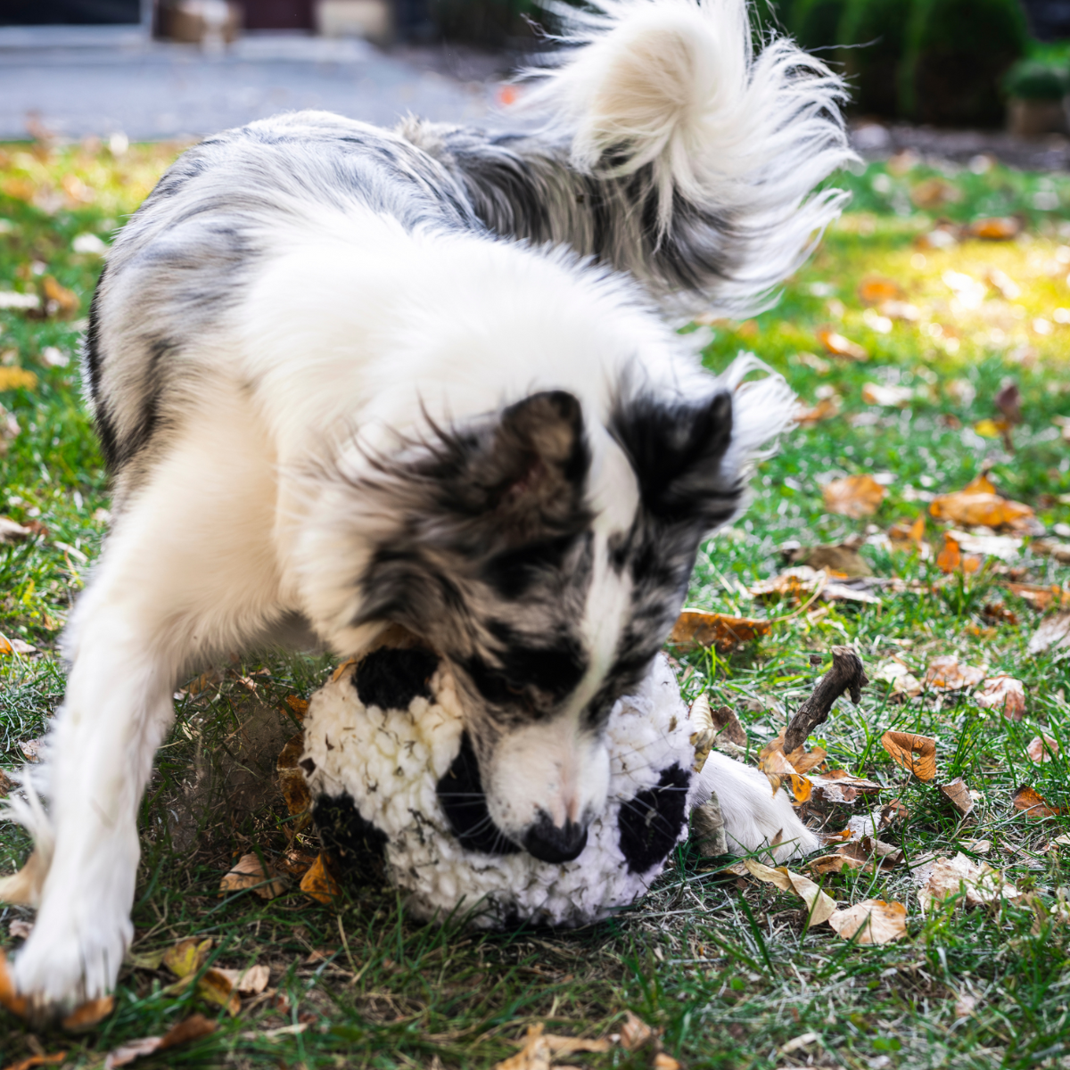 HuggleFleece® Soccer Ball Dog Toy | Limited World Cup 2026 - image 3