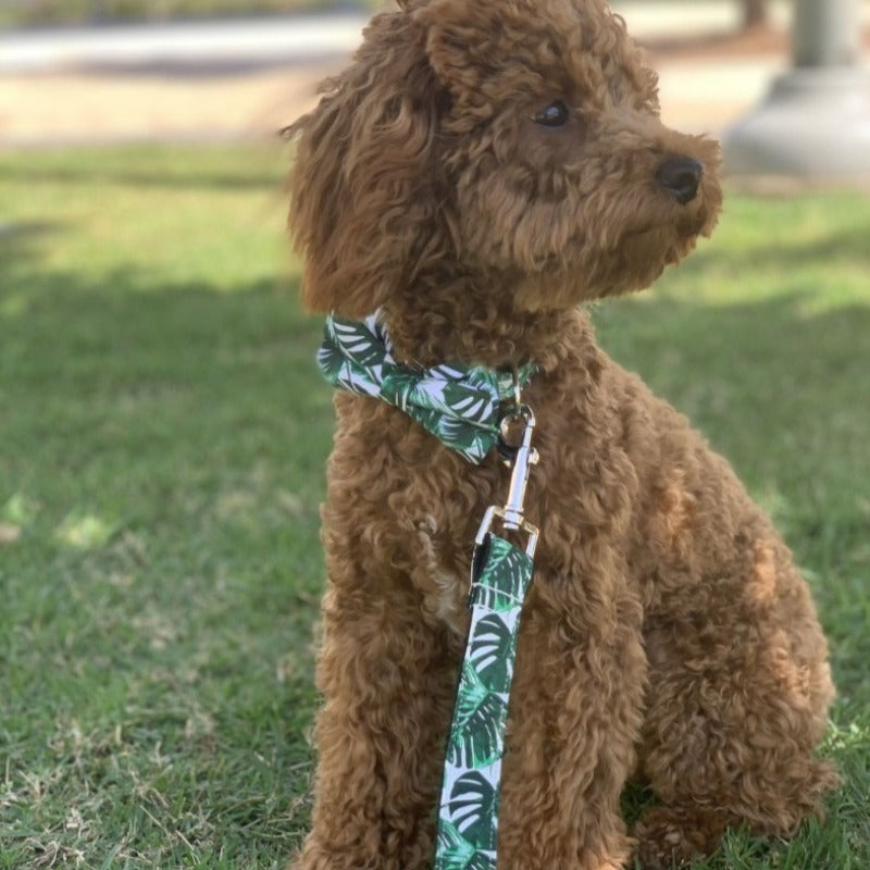 Tropical Bow Tie Dog Collar & Leash Set | Personalized Free - Southlake Paws