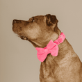 Load image into Gallery viewer, Valentina Dog Bow Tie
