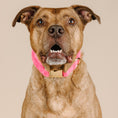 Load image into Gallery viewer, Valentina Dog Collar
