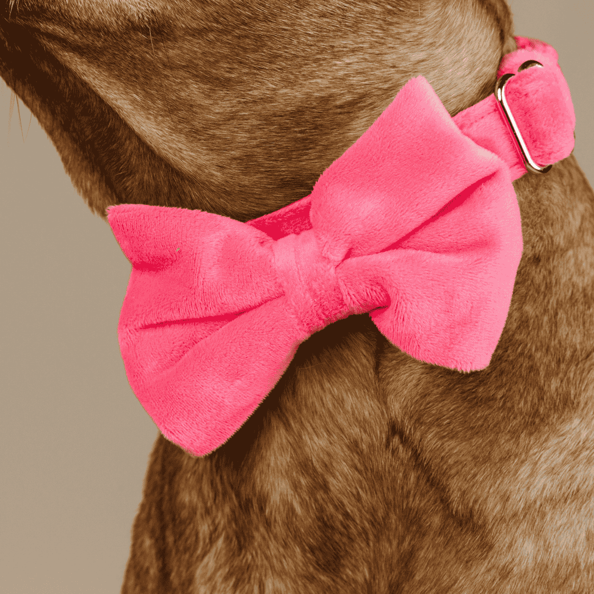 Valentina Dog Bow Tie
